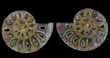 Bulk: Jurassic Cut/Polished Ammonites - Pack #52819-3
